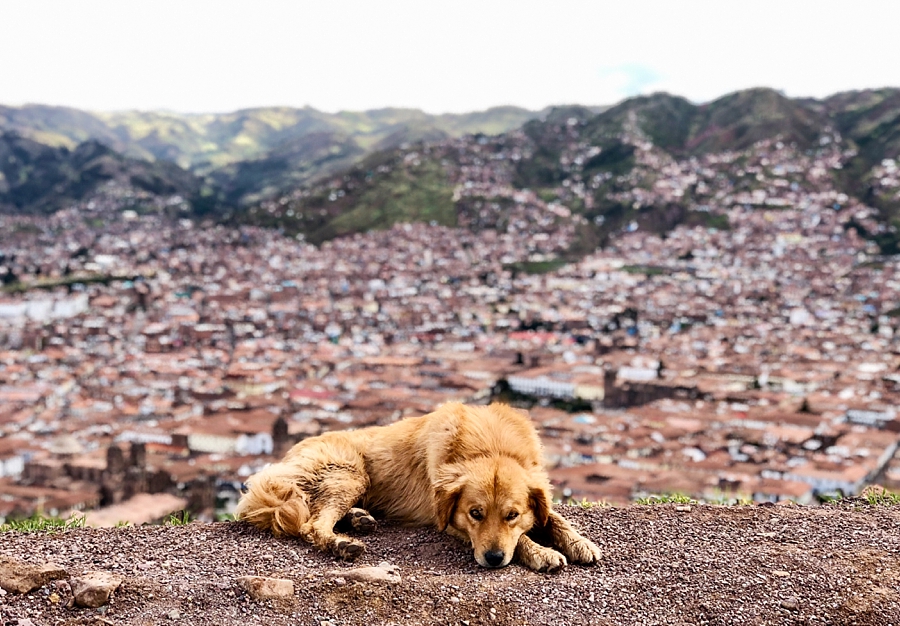 Alex Schloe | Travel Photography | Cusco, Peru Dog with View