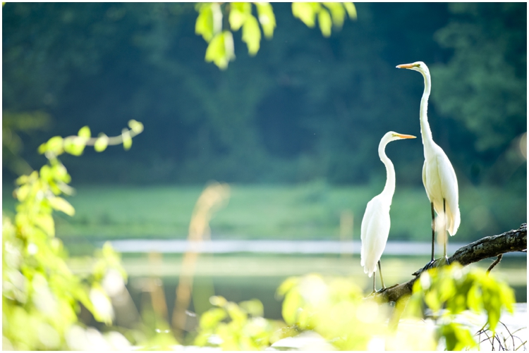 heron_nature_photography