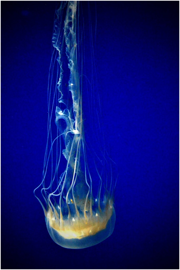 jellyfish_1