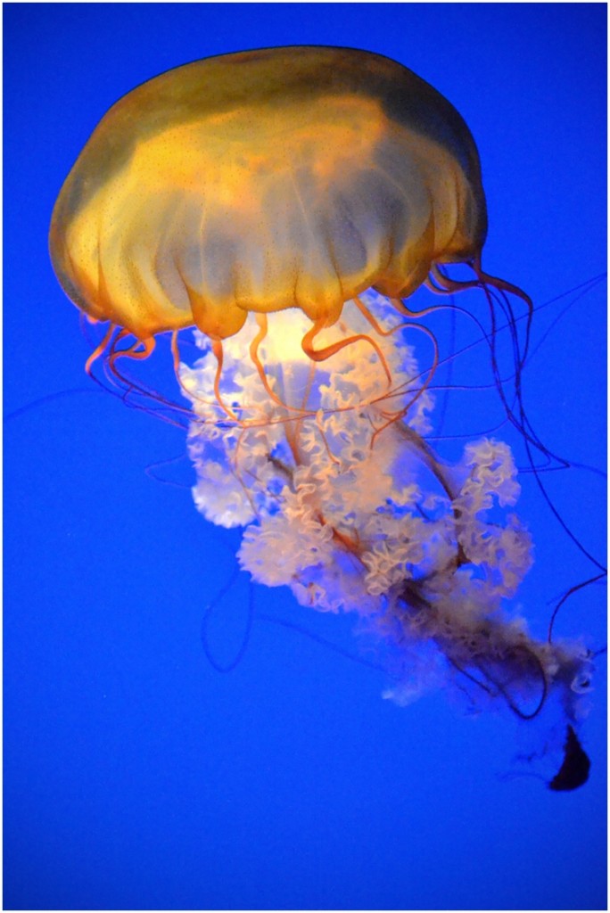 jellyfish_2