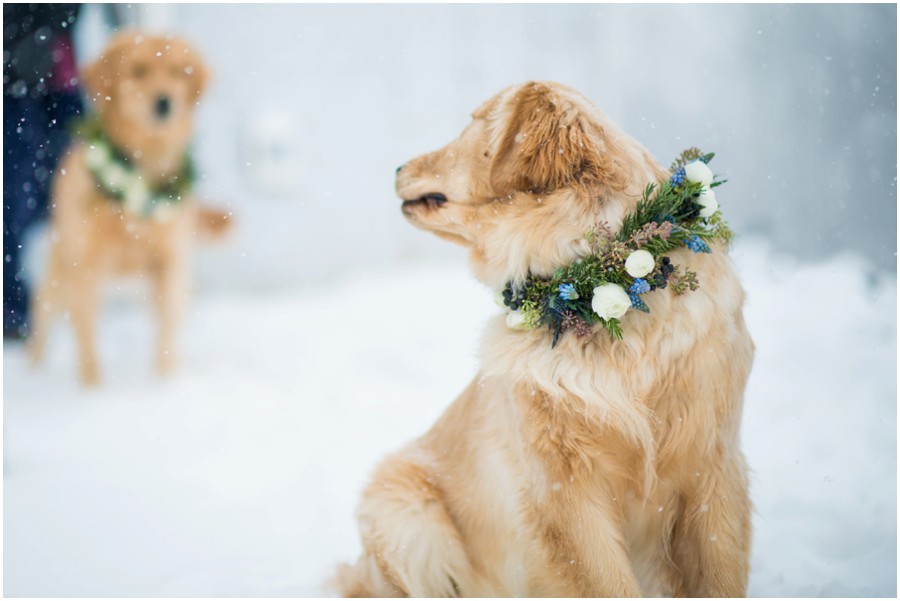 Shelley Floral | Hume, Virginia Dog Floral Wreath Portraits