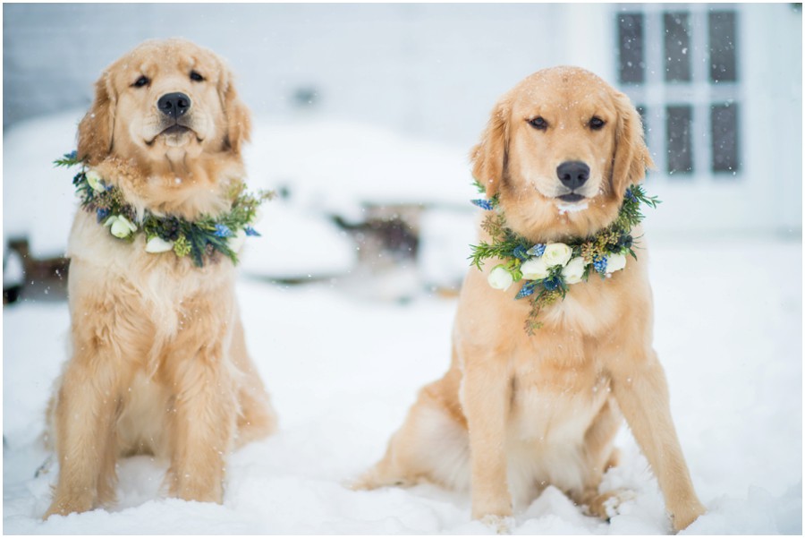 Shelley Floral | Hume, Virginia Dog Floral Wreath Portraits