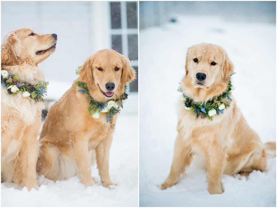 Shelley Floral | Hume, Virginia Dog Floral Wreath Portraits