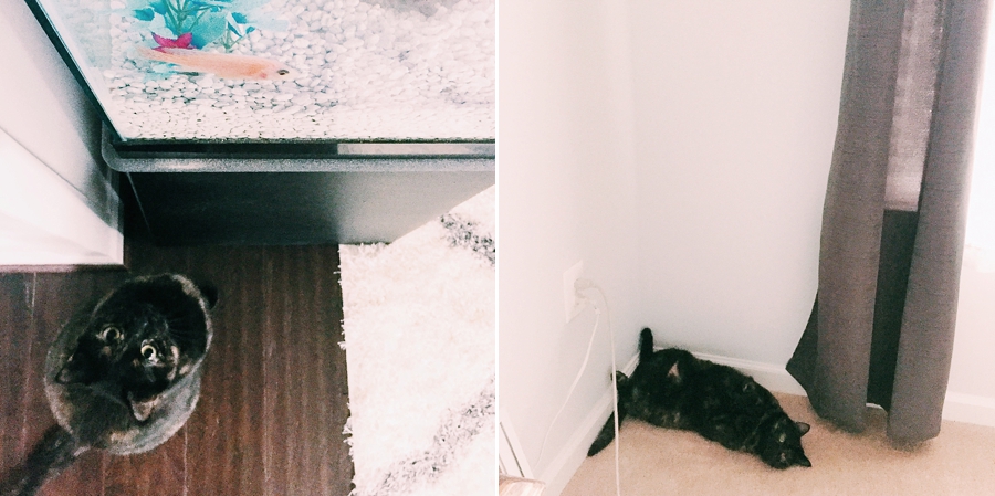 Pixie Comes Home!