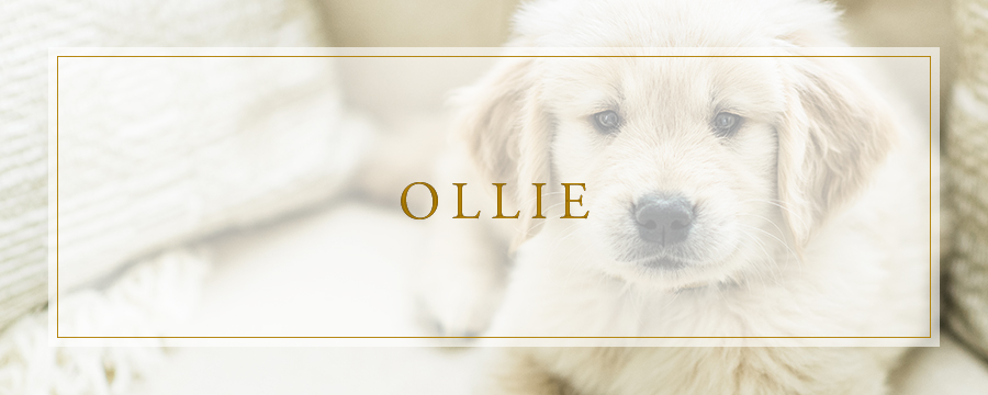 Happy Valentine's Day!! | Meet Ollie