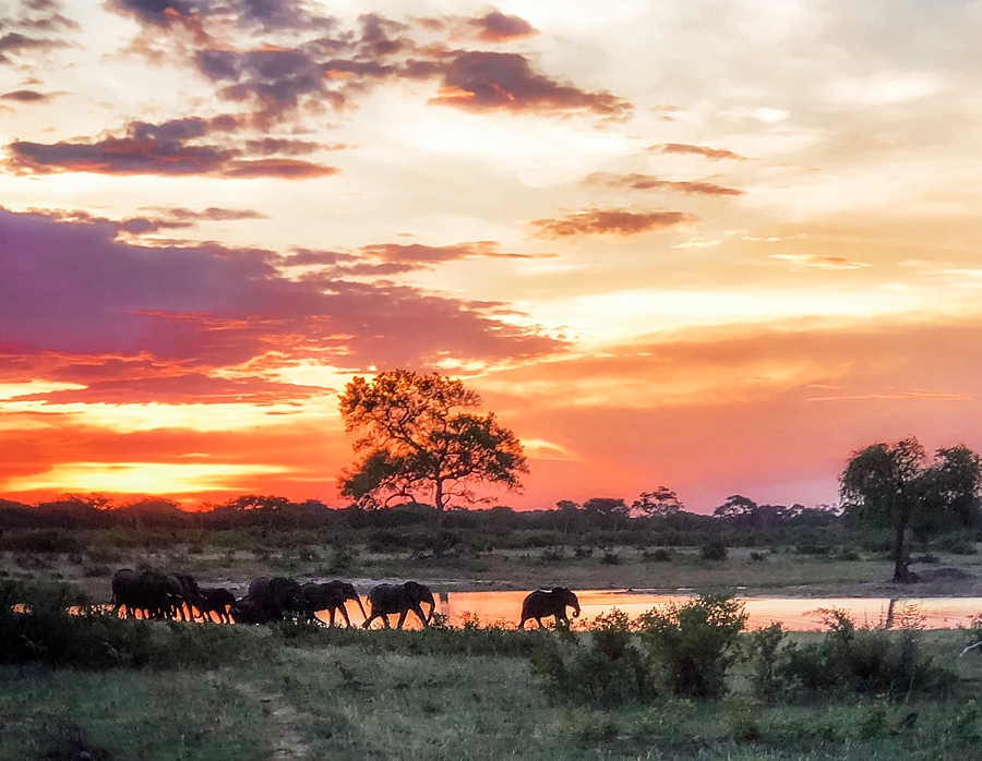 Alex Schloe | Travel Photography | Hwange National Park with Elephants at Sunset