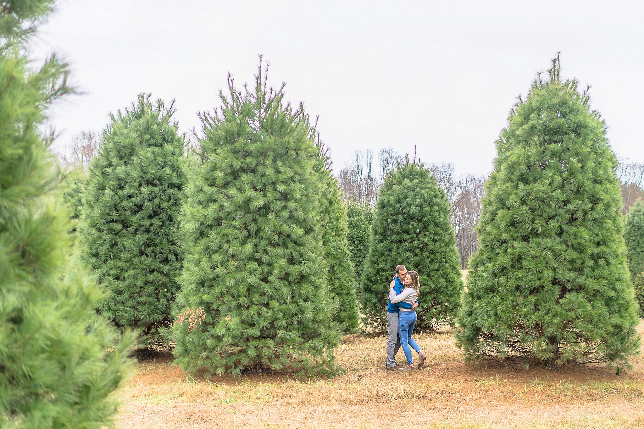 Michael & Laura | Belmont Christmas Tree Farm, Virginia Engagement